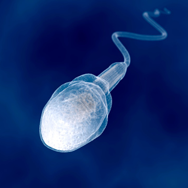 Imagen investigamos para ti - esperma